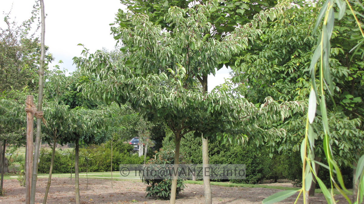 Cornus controversa - Hochstamm 1.JPG